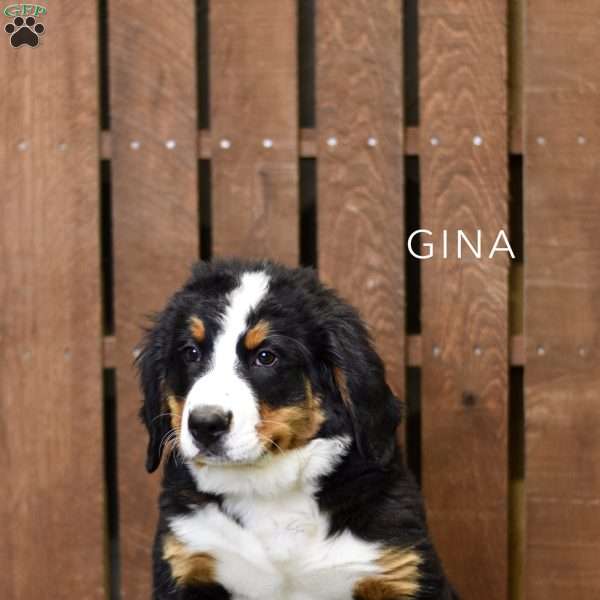 Gina, Bernese Mountain Dog Puppy